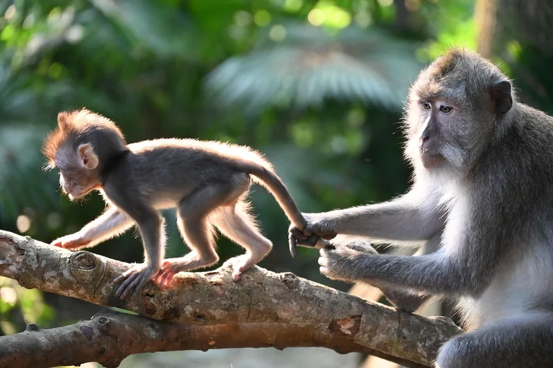 5-Day Rwanda Gorillas and Chimpanzee Tour gallery image